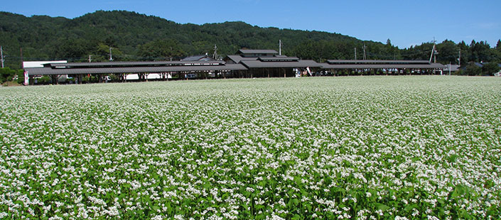 山々に囲まれた秩父の蕎麦畑